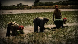 Piura: “El tema de los fertilizantes todavía es muy complicado”